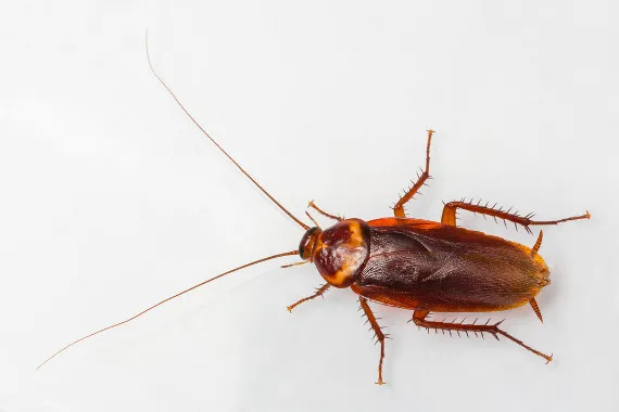 Barata