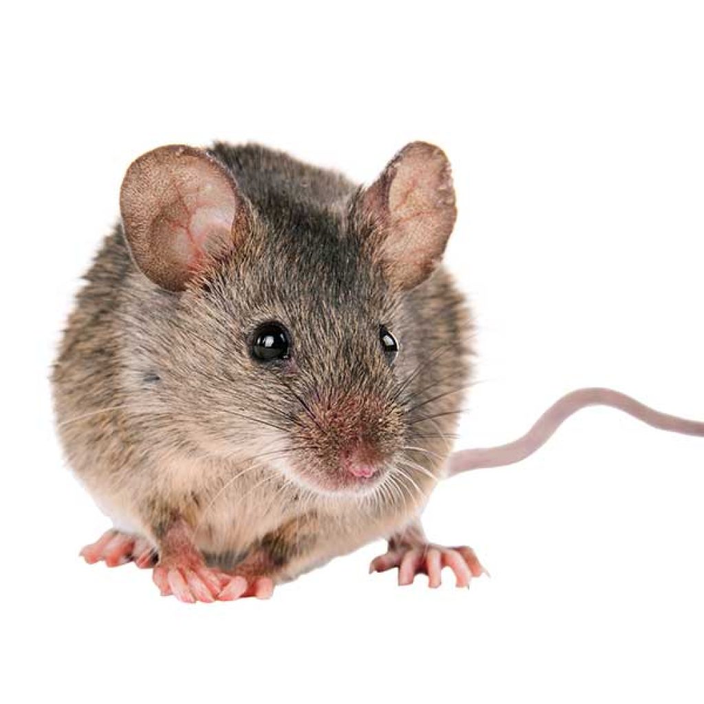 Rato